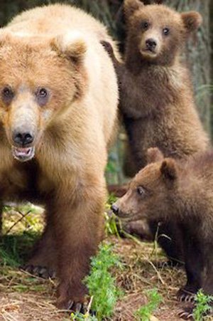 Ayıların akşam yemeği Gölcük'te