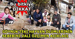 Göynük'teki hayvan ölümlerinin sebebi "Yer fesleğini"
