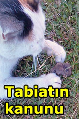 Kazanan yine kedi oldu!