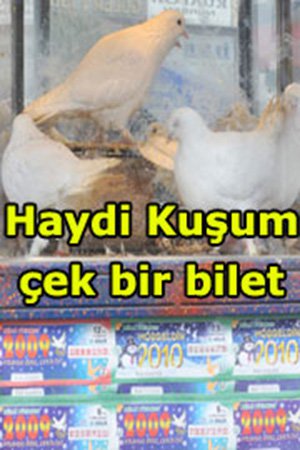 Şanslarını güvercinler belirleyecek