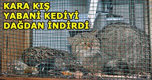 Aç kalan hayvanlar tesislere saldırdı