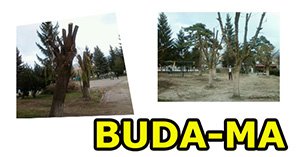 Anıt Park'ta budama tartışması...