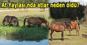 At Yaylası’nın Yılkı atları açlıktan öldüler