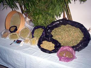 Bolu polisinden esrar operasyonu...