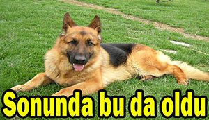 Bolu'da akıl almaz bir hırsızlık yaşandı...