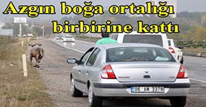 Bolu'da azgın boğa trafiği kilitledi!