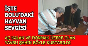 Bolu'da hayvan sevgisi böyle!