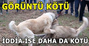 Bolu’da köpek döğüşümü yaptırılıyor?