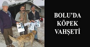 Bolu'da köpek vahşeti!..