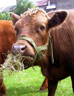 Bolu'da küpesiz ve kayıtsız hayvan kalmayacak