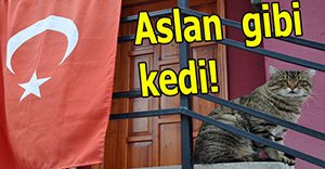 Bu kedi alkışlanır!