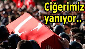 Ciğerimiz yanıyor...