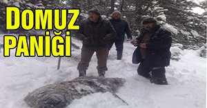 Domuzlar köye indi...