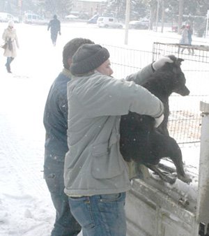 Donmak üzere olan köpeğin imdadına belediye yetişti