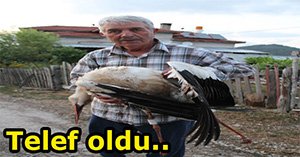 Elektirik teline konunca olanlar oldu...