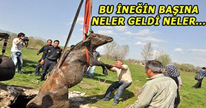 Film gibi inek kurtarma operasyonu!