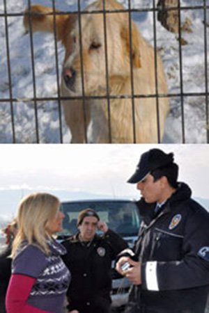 HAYTAP'tan köpek barınağına polisli incemele