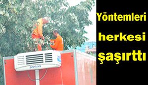 Kamyonun üzerine çıkarak ıhlamur topladılar...