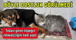 Kedi ve köpekten insanlık dersi