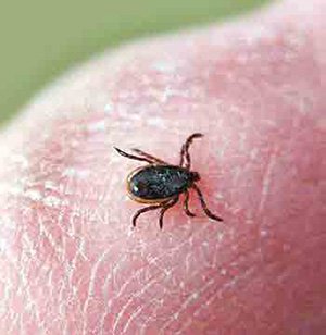 Keneden sonra birde bu çıktı... Yılan istilası olabilir