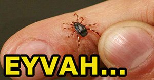 Korkutan kene alarmı!