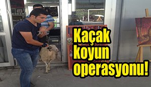 Koyun operasyonu...