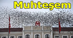 Kuşların muhteşem dansı!