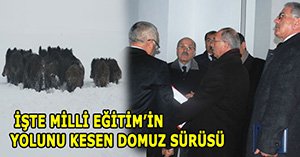Milli Eğitim'in önünü domuz sürüsü kesti