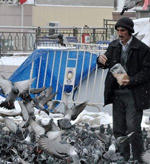 Sabah akşam aç güvercinleri besliyor