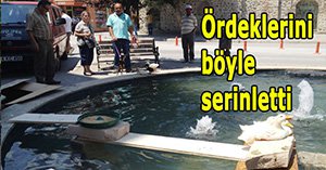 Sıcaklar insanlar kadar hayvanlarıda bunaltıyor