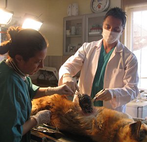 Sokak köpeğine tümör ameliyatı yapıldı