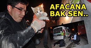 Yavru kedi ecel terleri döktürdü!