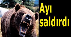 Yaylada gezerken ayı saldırdı
