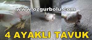4 AYAKLI TAVUK