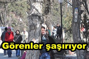 Ağaca takılan plakaya kimse dokunmuyor