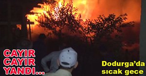 ALEVLERİN ARASINA DALDILAR