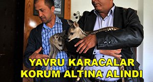 Biberonla beslediler