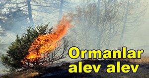 BOLU'DA İKİ KÖYÜN ORMANLARI ALEV ALEV YANDI!