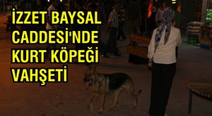 CADDEDE KÖPEK DEHŞETİ