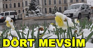 Çiçekler karla süslendi...