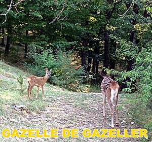 GAZELLE DE GAZELLER
