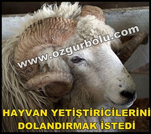 HAYVAN YETİŞTİRİCİLERİNİ DOLANDIRMAK İSTEDİ