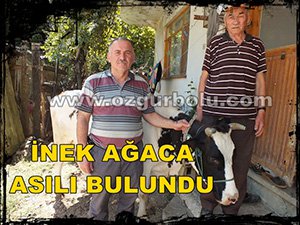İNEK AĞACA ASILI BULUNDU