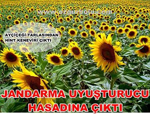 JANDARMA UYUŞTURUCU HASADINA ÇIKTI