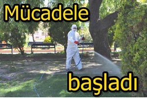 Kene ve uçkunla mücadele başladı