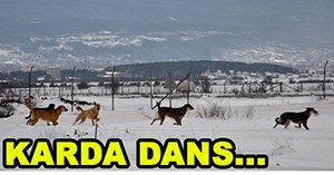 Köpeklerin kar üzerinde dansı...