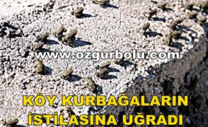 KÖY KURBAĞALARIN İSTİLASINA UĞRADI
