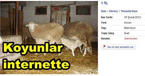 Koyunlar internete düştü