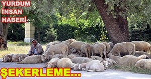 KOYUNLAR UYUDU, ÇOBAN NÖBET TUTTU