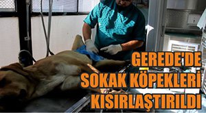 SOKAK KÖPEKLERİ KISIRLAŞTIRILDI